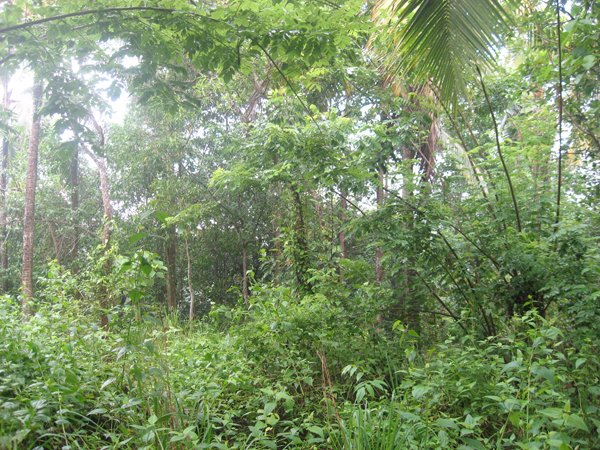 Land for Sale in Chathanoor