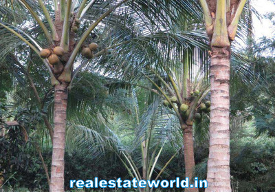 Kerala Real Estate