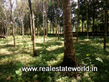 kerala_real_estate_ad41131013ma.jpg